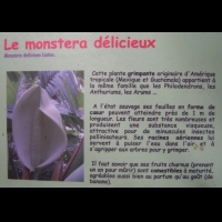 Monstera Delicieux, Monstera deliciosa Liedm. (Mexique, Guatemala) (texte)